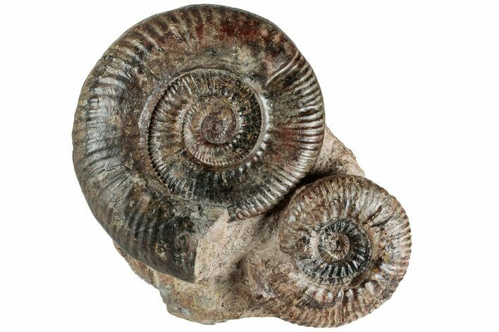 Free-Standing Fossil Ammonite (Hammatoceras) Pair - France #227335